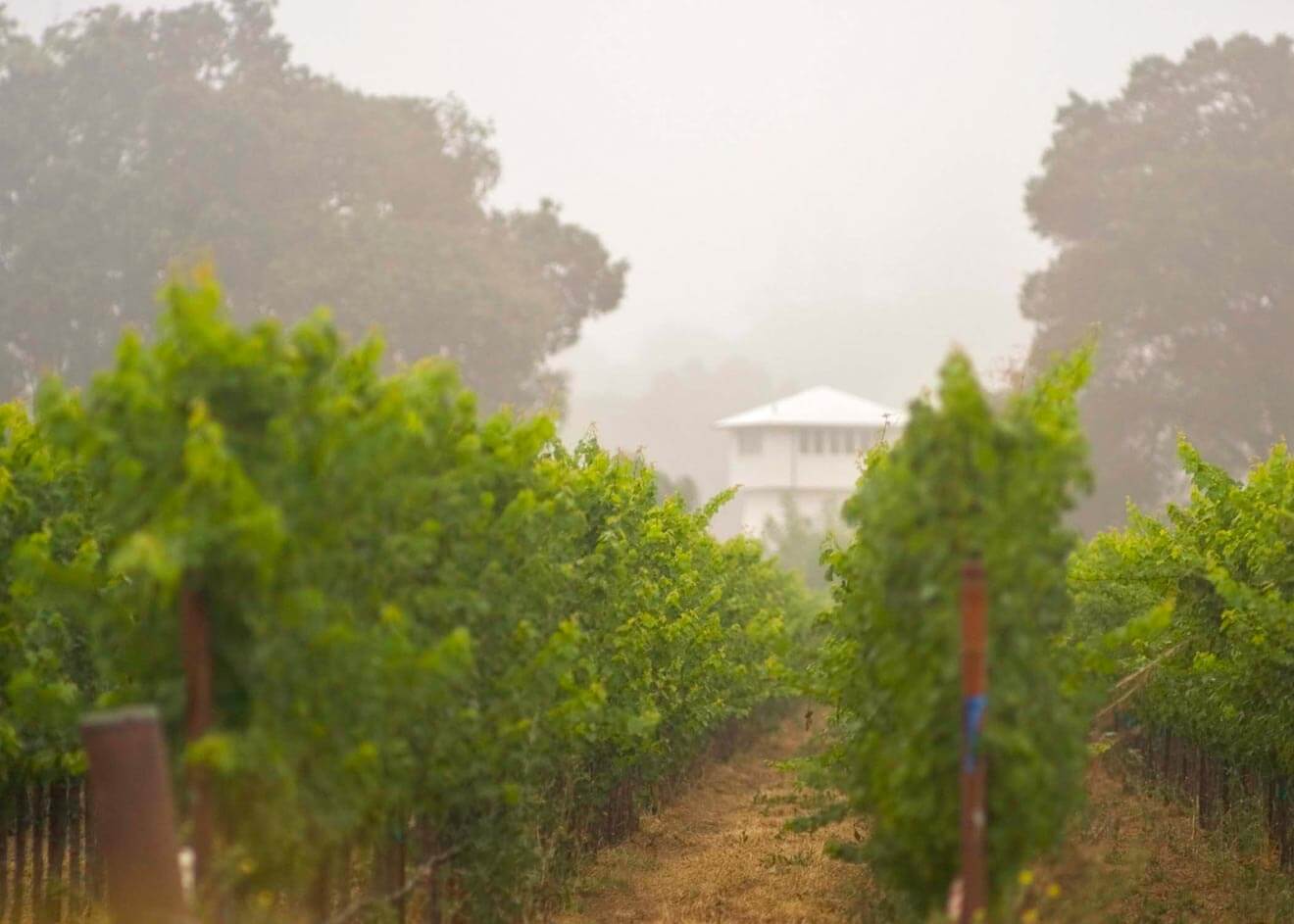 Yountville AVA Merlot Vineyard, wine news