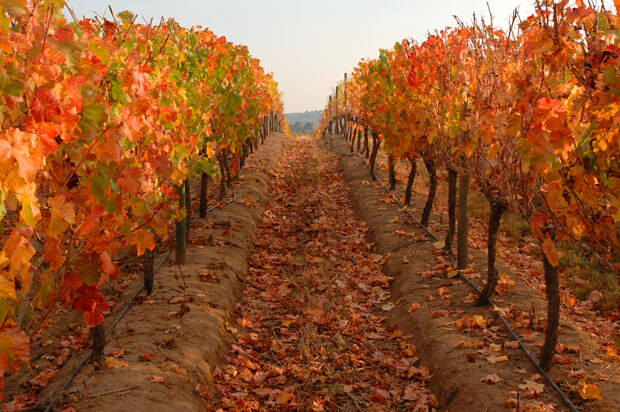 carmenere-vines-full