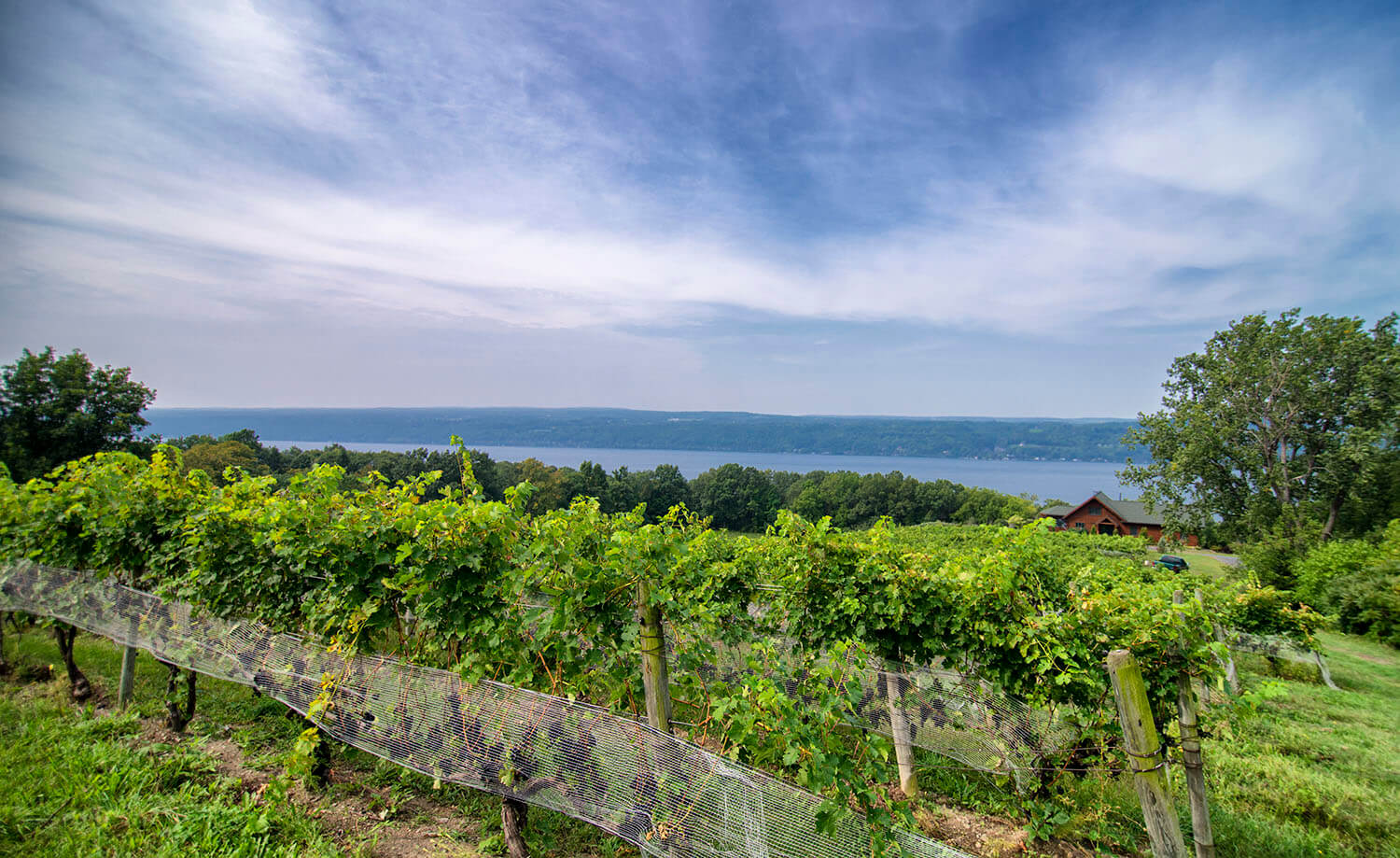 Finger Lakes Vineyard