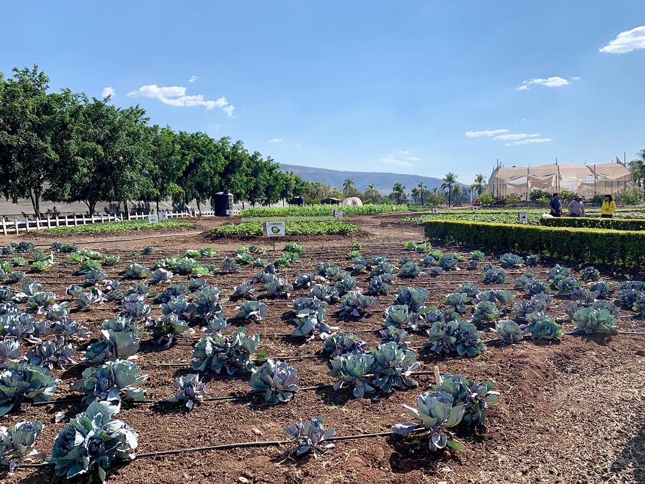 Garden, cabbage rows