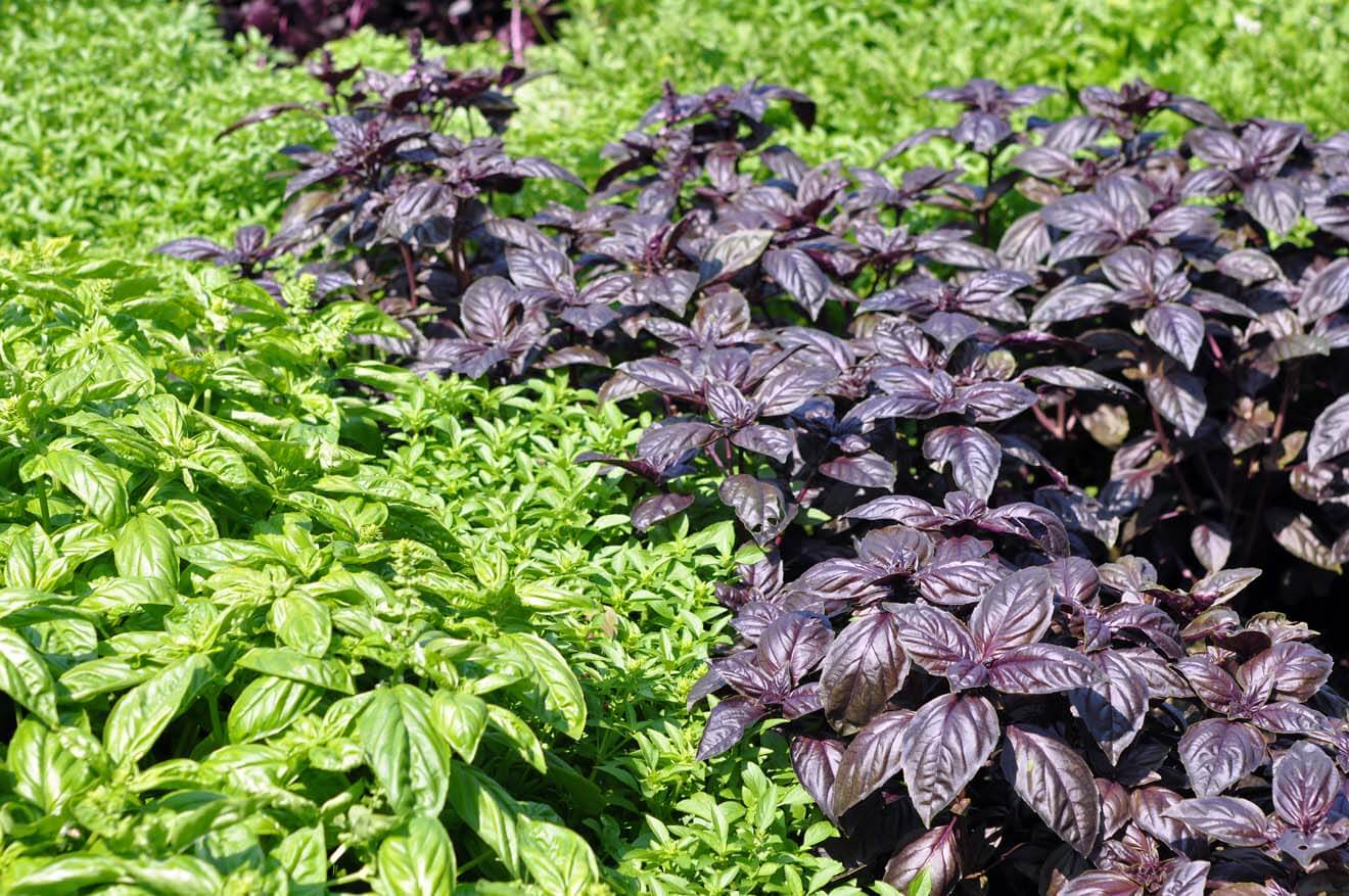 Green and Purple Basil