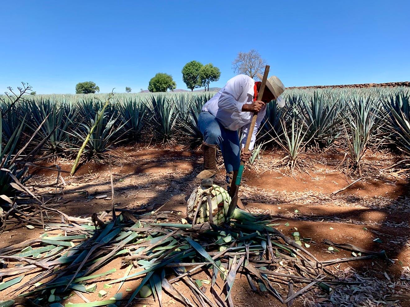 Harvesting Agave, worker in agave field