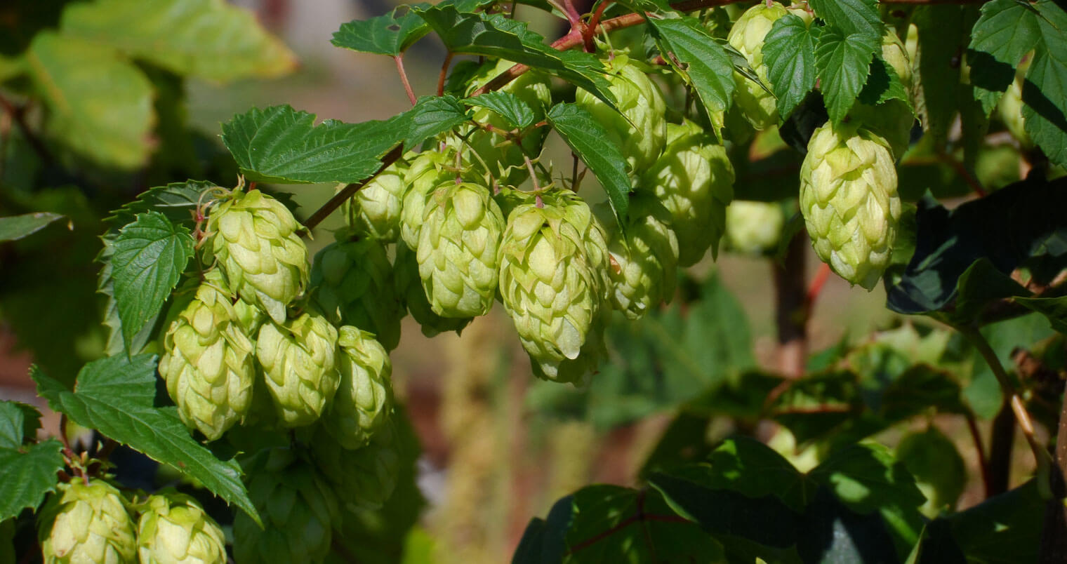 Hops buds on plant, featured image