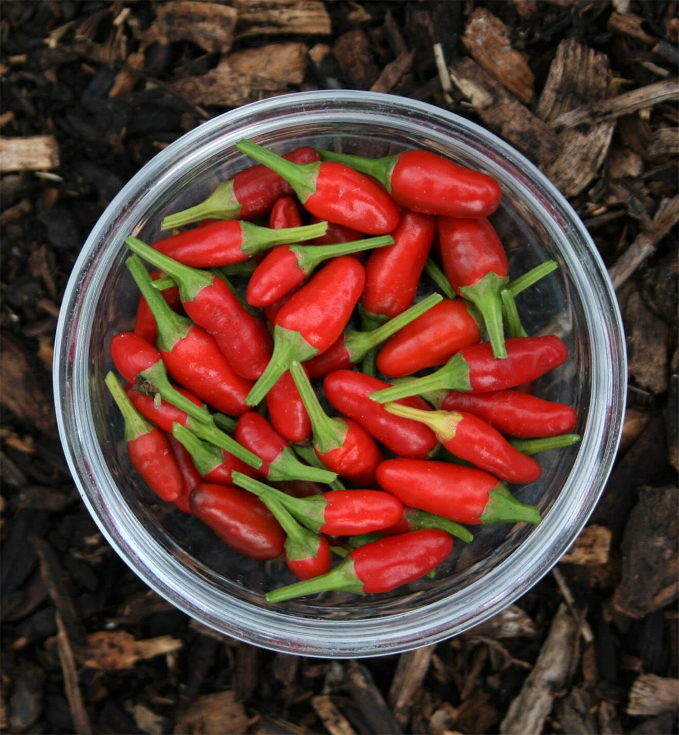 Bird’s Eye Chili and Lemongrass Syrup