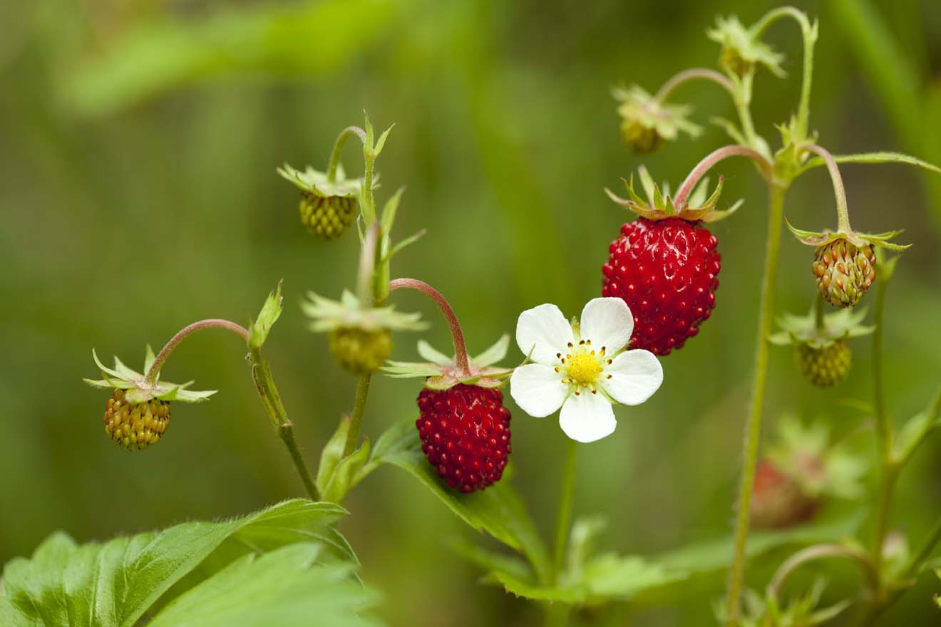 Wild Strawberries