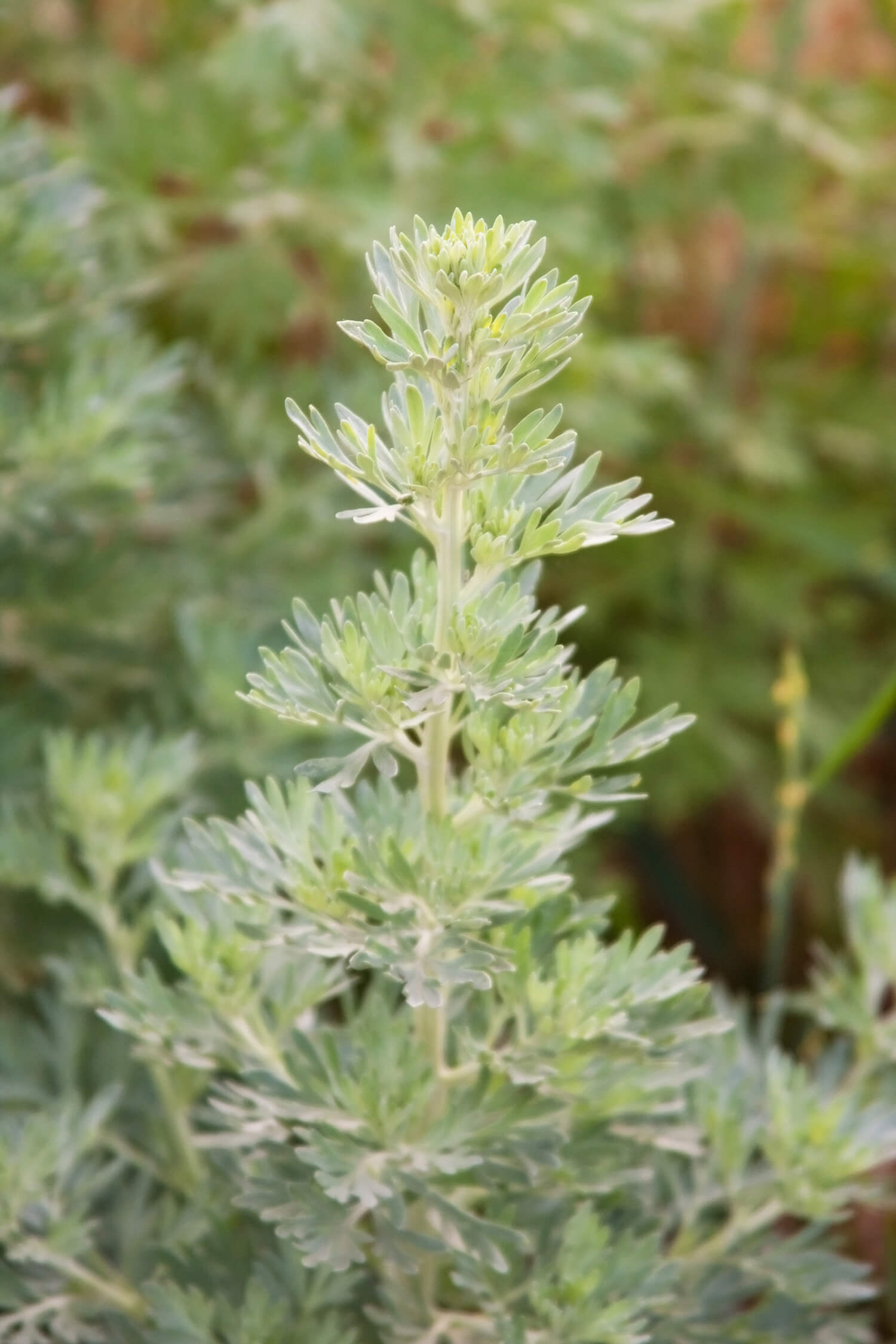 Wormwood Leaves